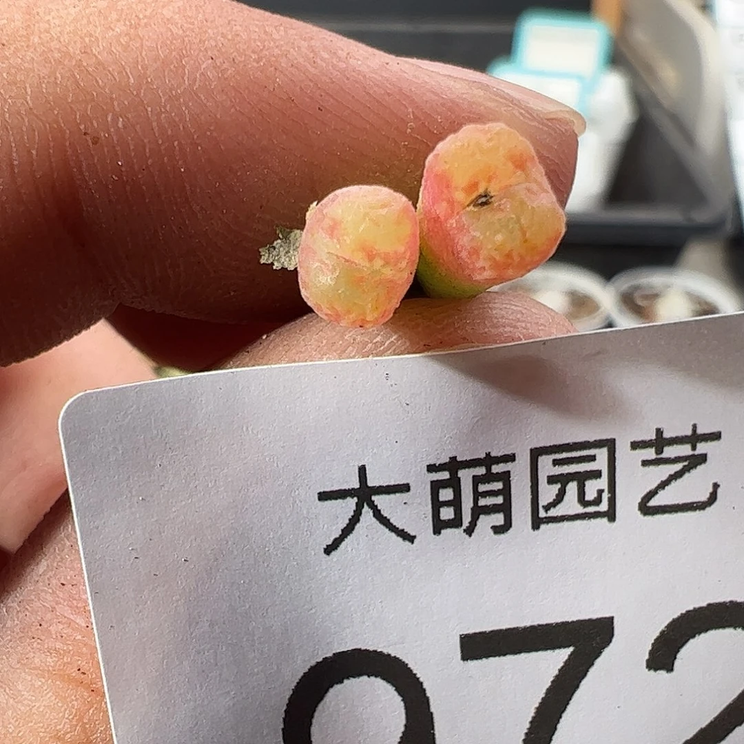 0000972 一物一拍……