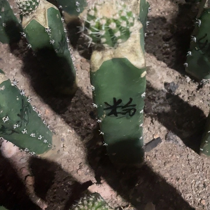 小***麦粉仙女2.5公分秀蒲嫁接