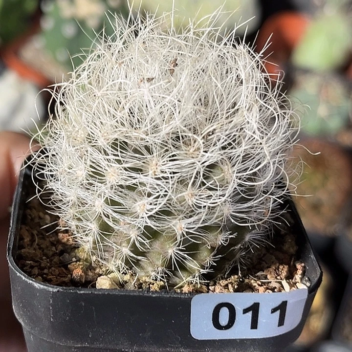 仙人球一物一拍实生41