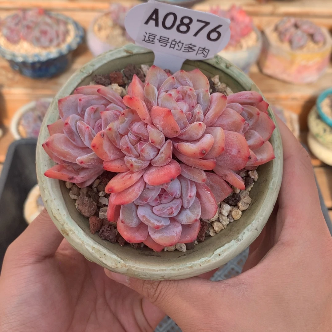 A0876 雪天使老桩五头 自然群 10cm