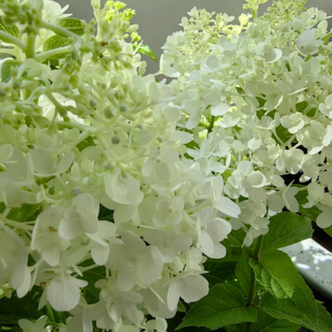 17号圆锥绣球2加仑露天种植基地直发带花苞发货