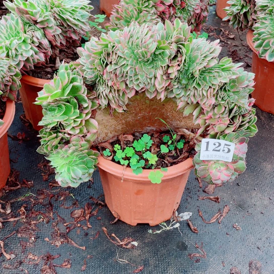 125号缀化多肉植物法师