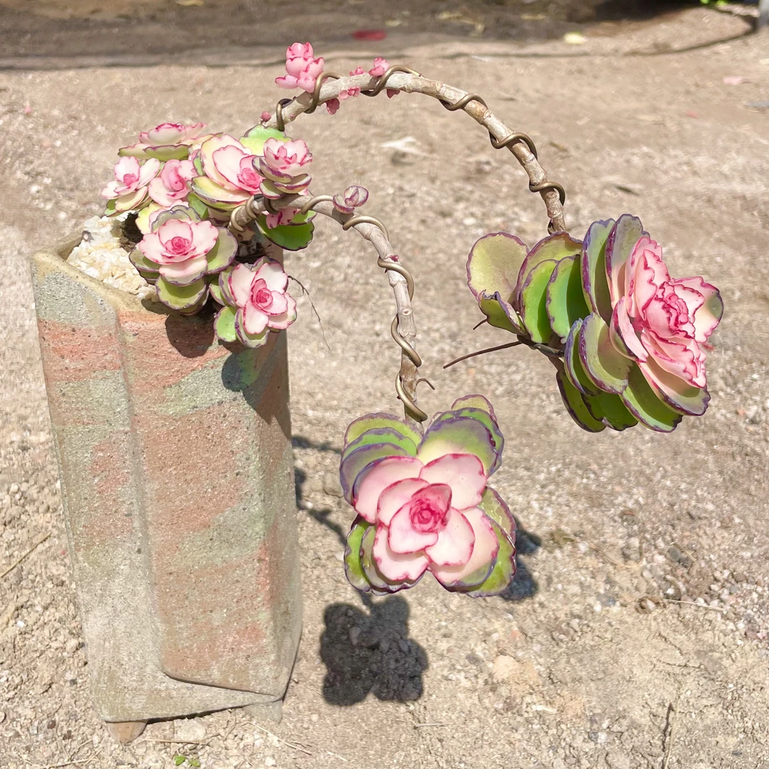 锦绣牡丹老桩多肉植物木质居家绿植盆栽新手好养盆栽庭院露养