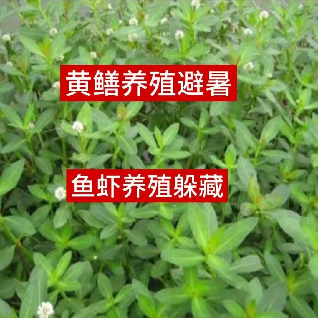 水花生苗过塘蛇空心莲子草苗过江龙喜旱莲子草淡水鱼虾蟹养殖草