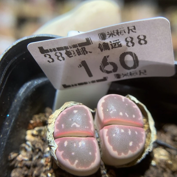 zzz精品生石花160