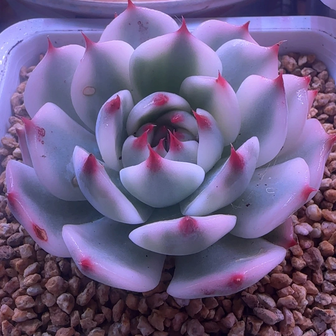 吉娃娃锦 多肉植物