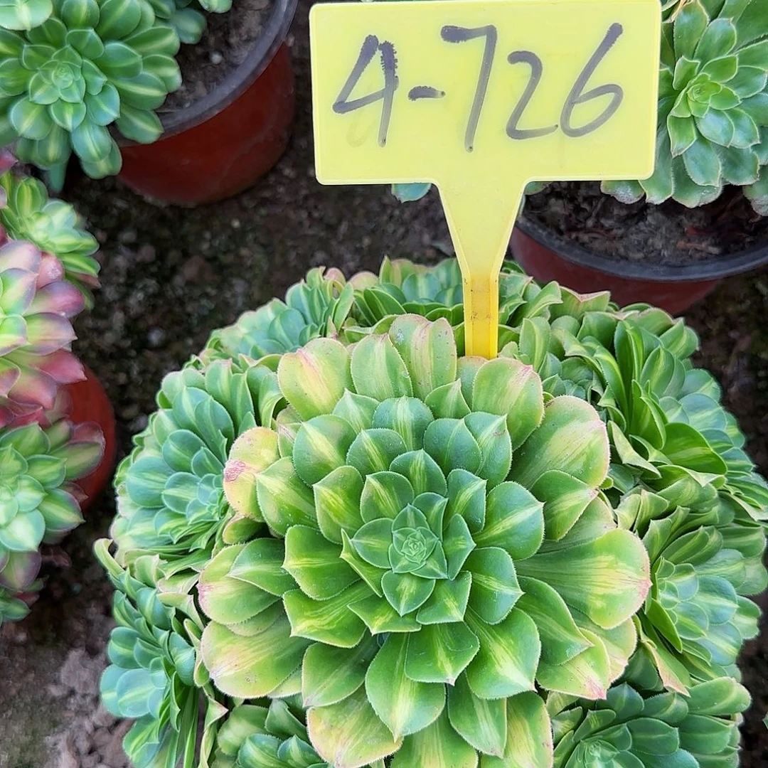 4-726---多头多肉植物