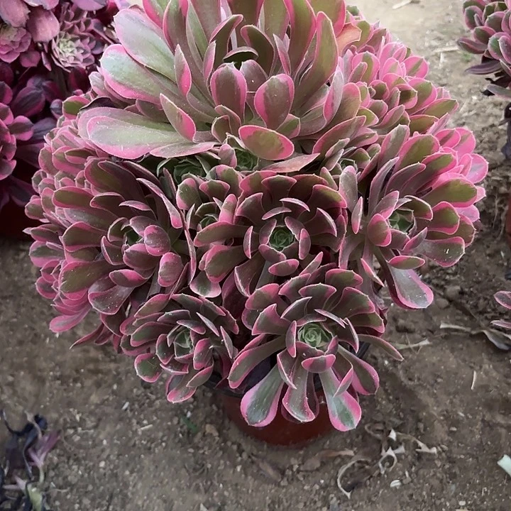 前**生多肉植物粉女郎11