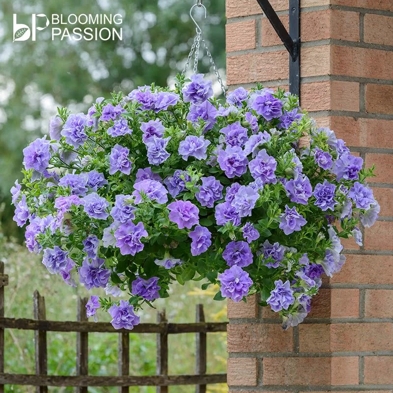 A【矮牵牛 美女樱】上海基地发 bp花卉多年生丰花勤花垂吊重瓣大花