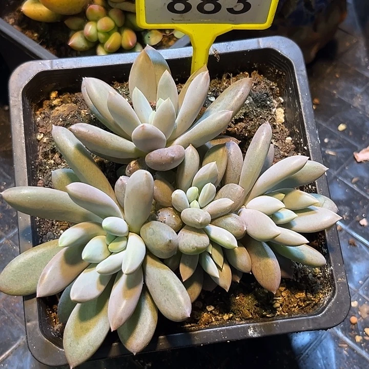 多肉植物海豚体哥特群883