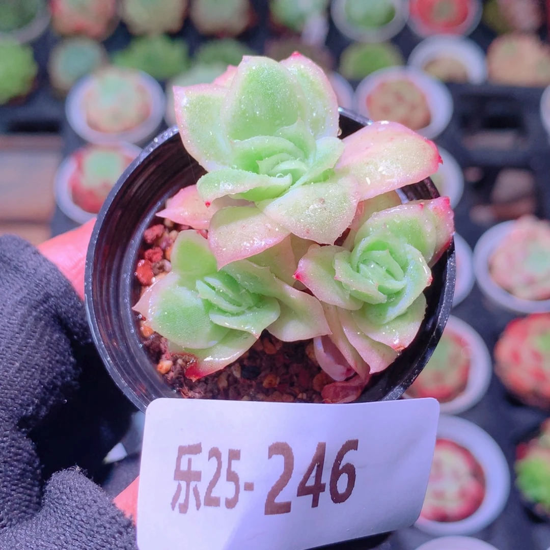 乐然28-246 冰玫瑰