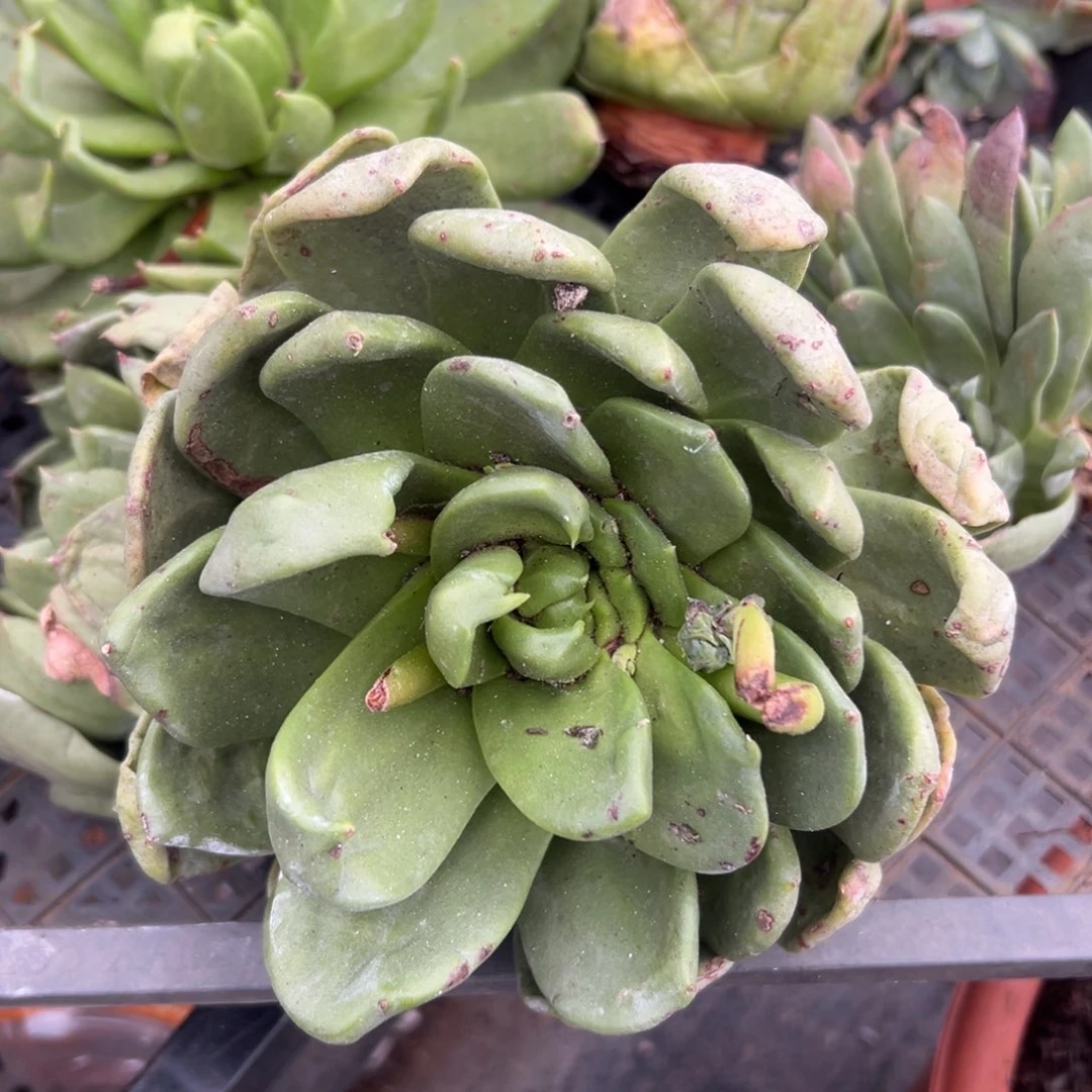 锦宸多肉～一物一拍1488