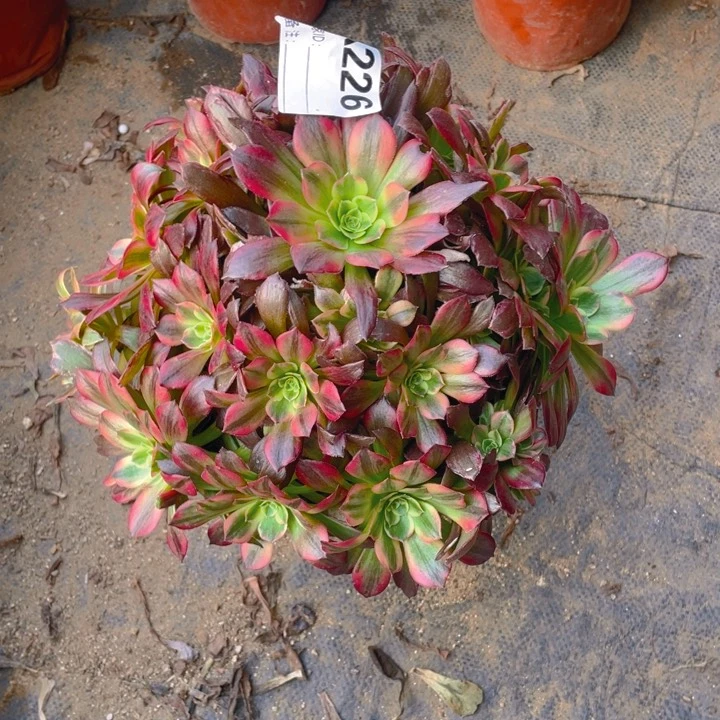 多肉安纳法师226