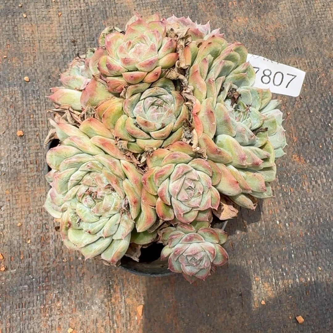 陌***开7807杂交多肉植物基地