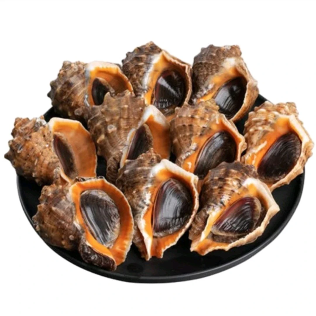 【鲜活】海螺中个头5-8只500g