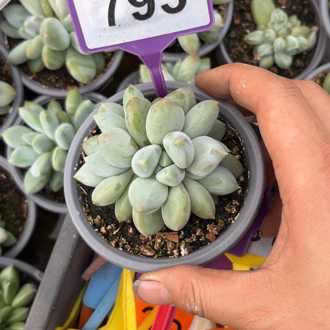 多肉植物彩胖体重楼795