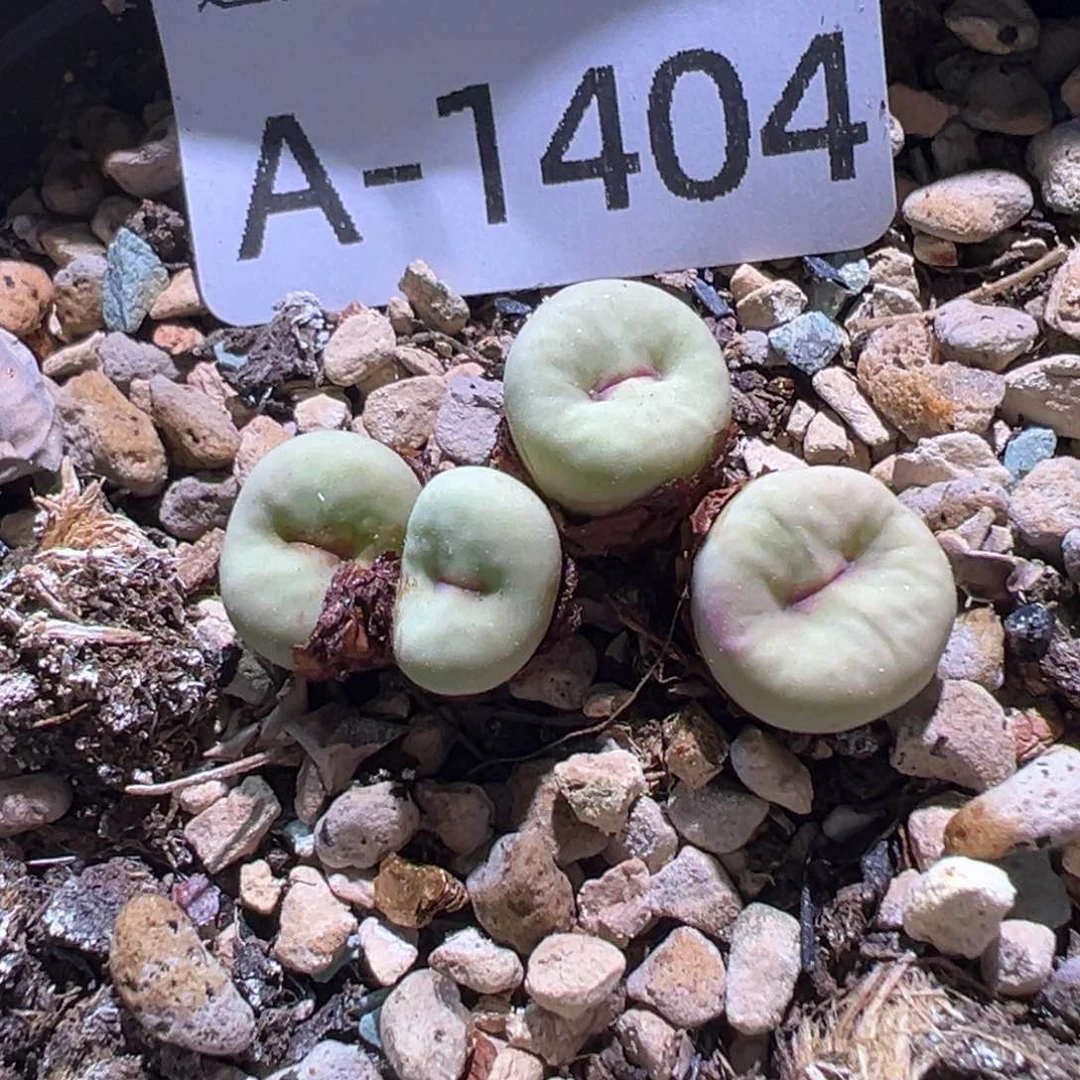 多肉植物11111111111111111