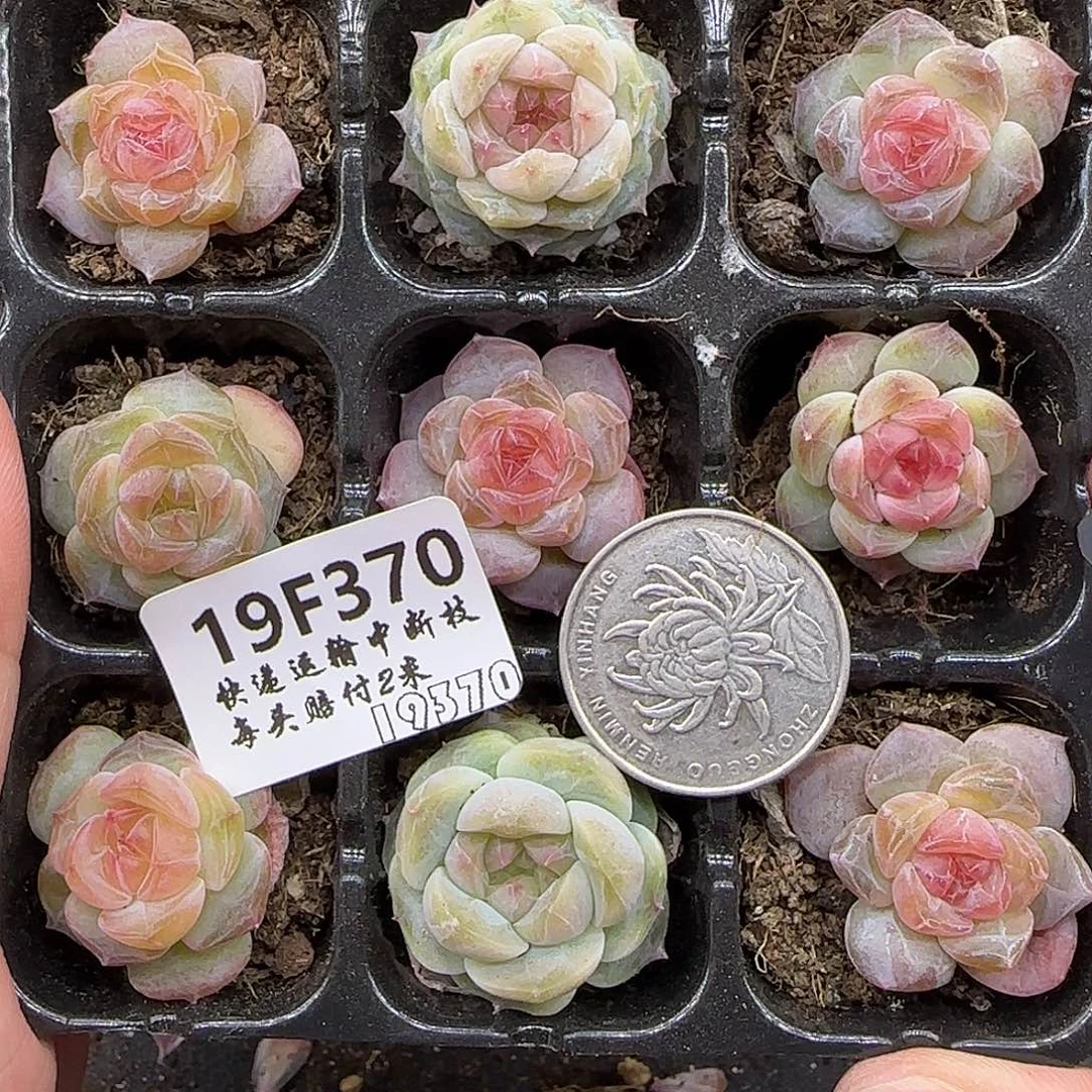 朦***胧370九棵糖心2.5-3厘米左右【满29包邮非偏远】