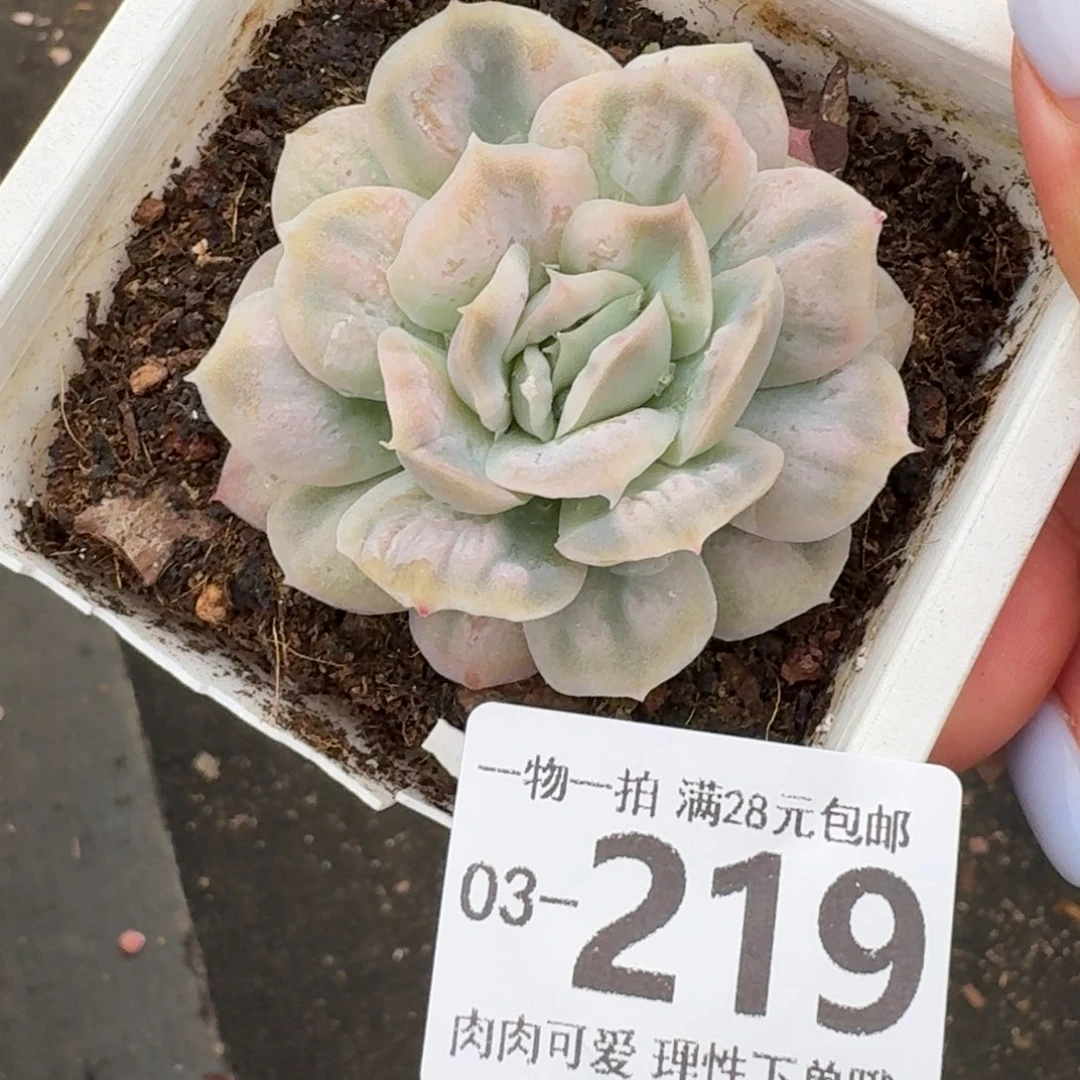 泡泡纱裙无盆无发货无