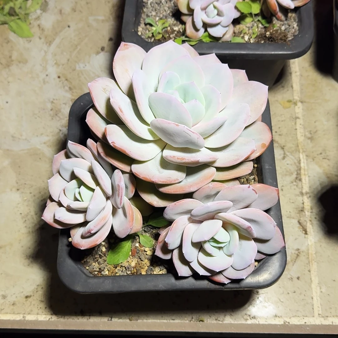 奶茶 3头 一物一拍