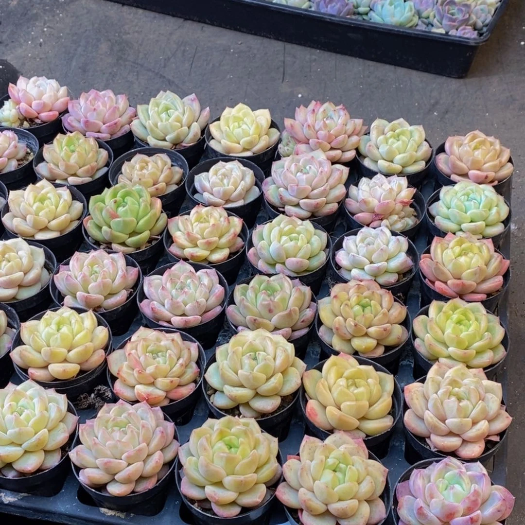 680的人和我一起看量拍6颗