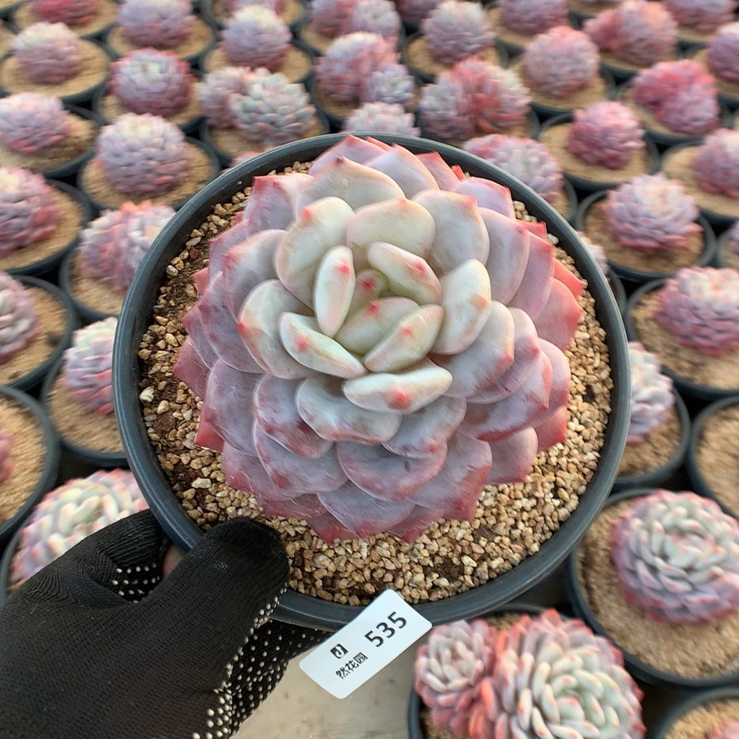 535蒙克多肉植物666