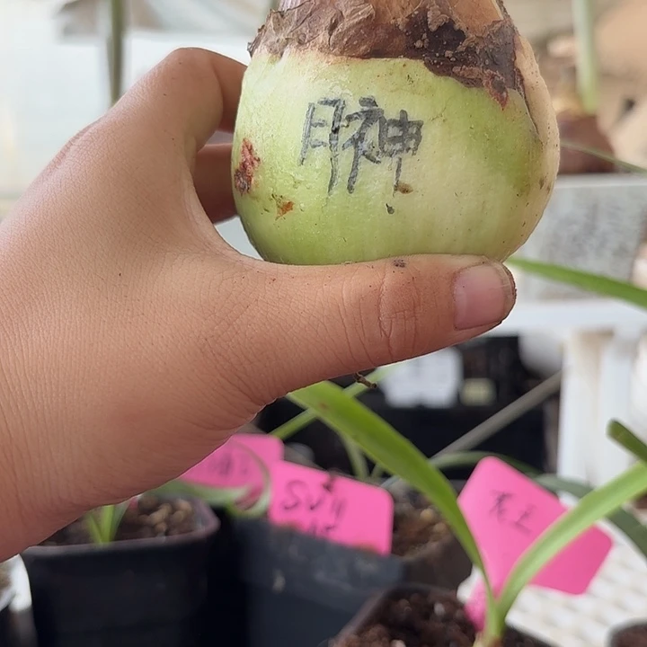 无花朵月神进口球残次