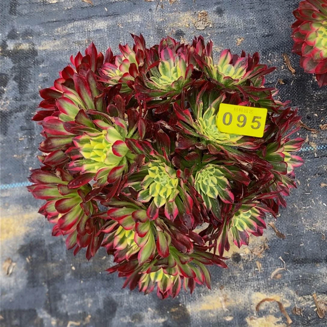 追*～多肉00095天河