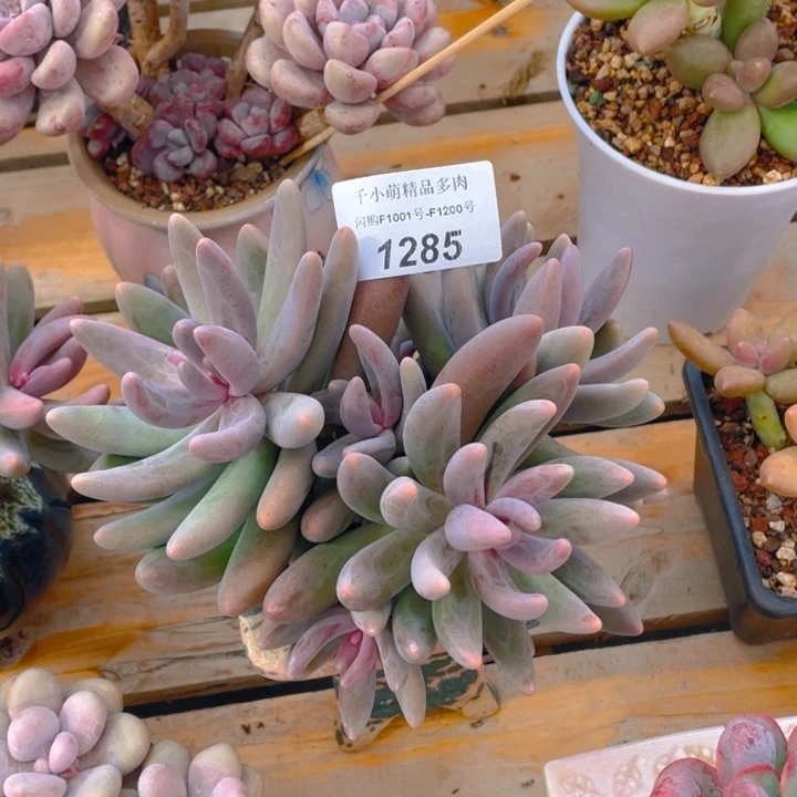 谢谢你的支持00000001285