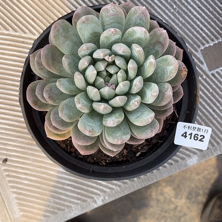 阿雅园艺。       4162百达翡翠