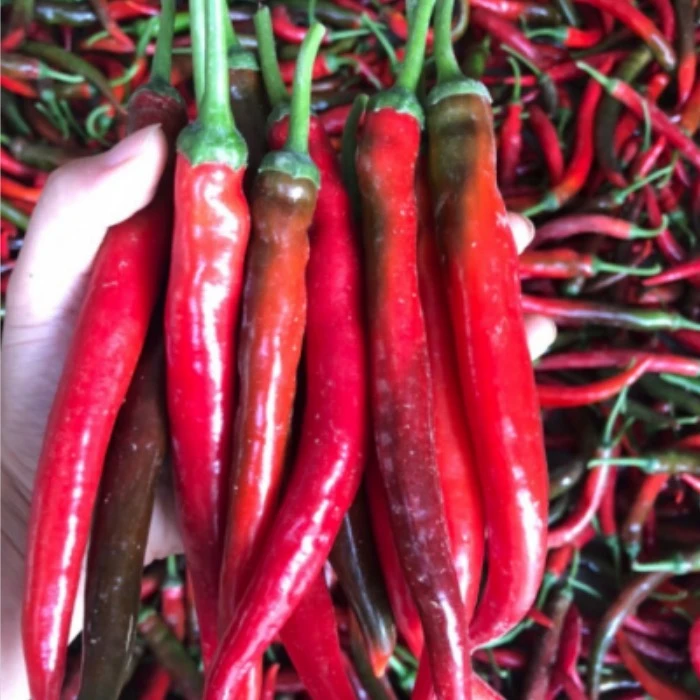 湖南农家红辣椒      新鲜现摘适合泡酸腌剁椒炒菜