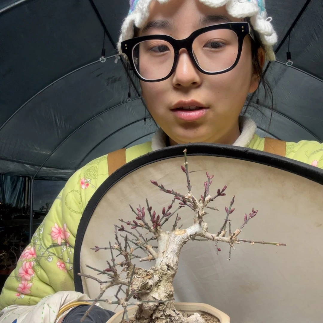 @****琪迎春花盆景盆栽