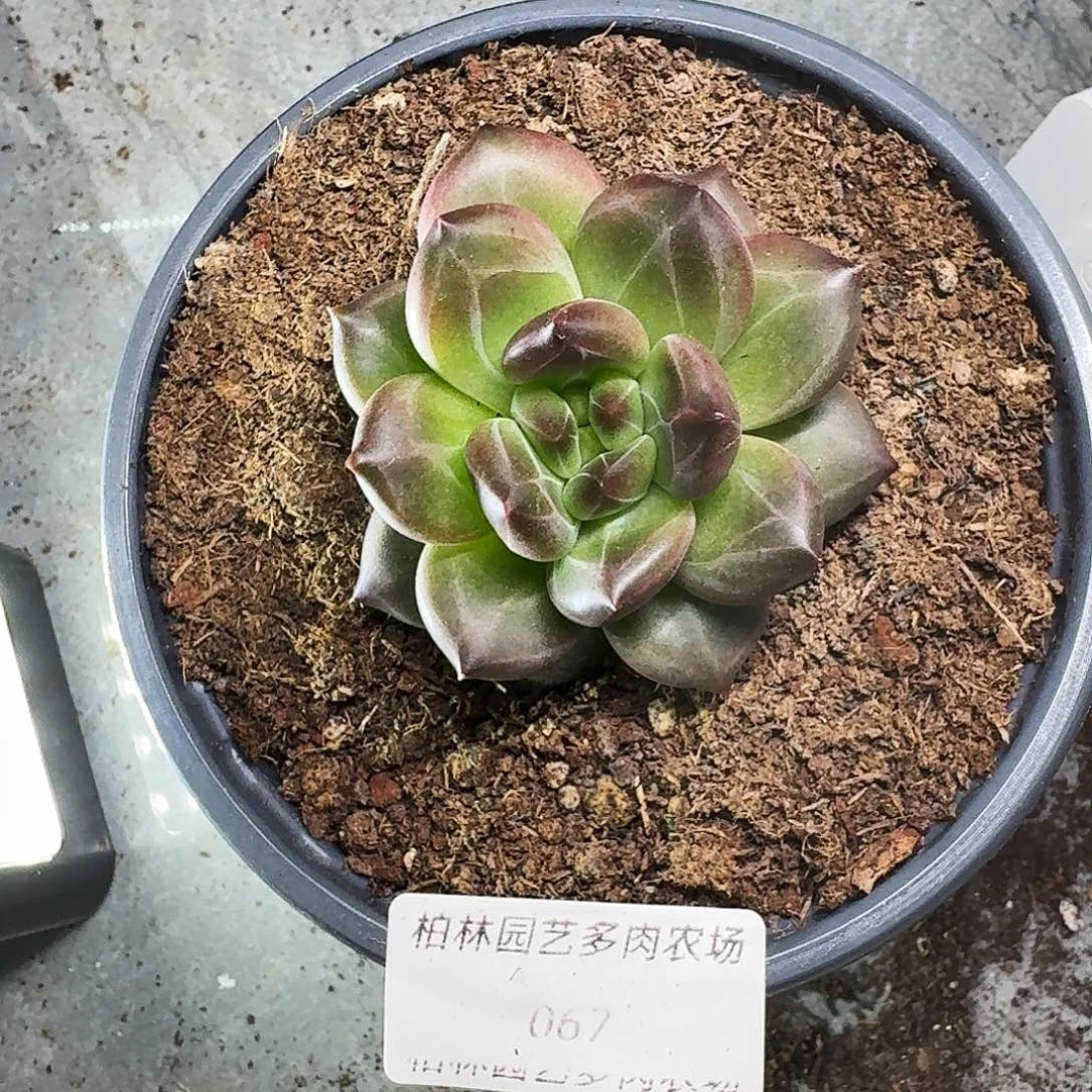 067  美人杂交 一物一拍