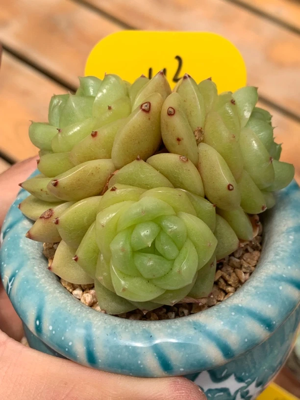 玉芷珍妮3头默认脱土发货可备注带盆