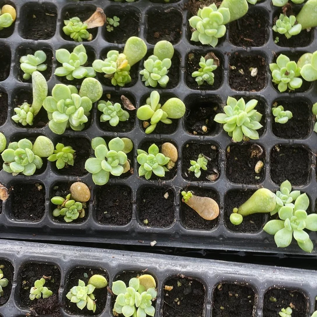 P C7 财富中苗一个满25包邮