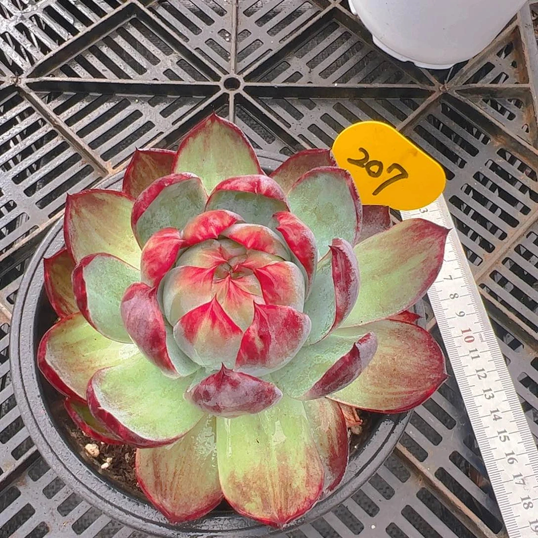 惊鸿仙子一物一拍207号