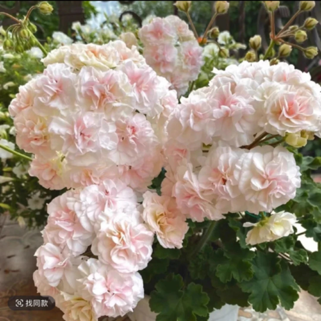 【加琳娜】乌拉诺娃半兽天竺葵勤花大花球低于零下二度拍保温