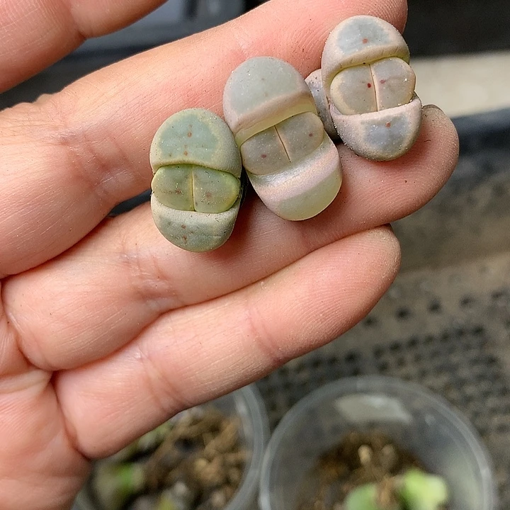 D356多肉植物保护研究所