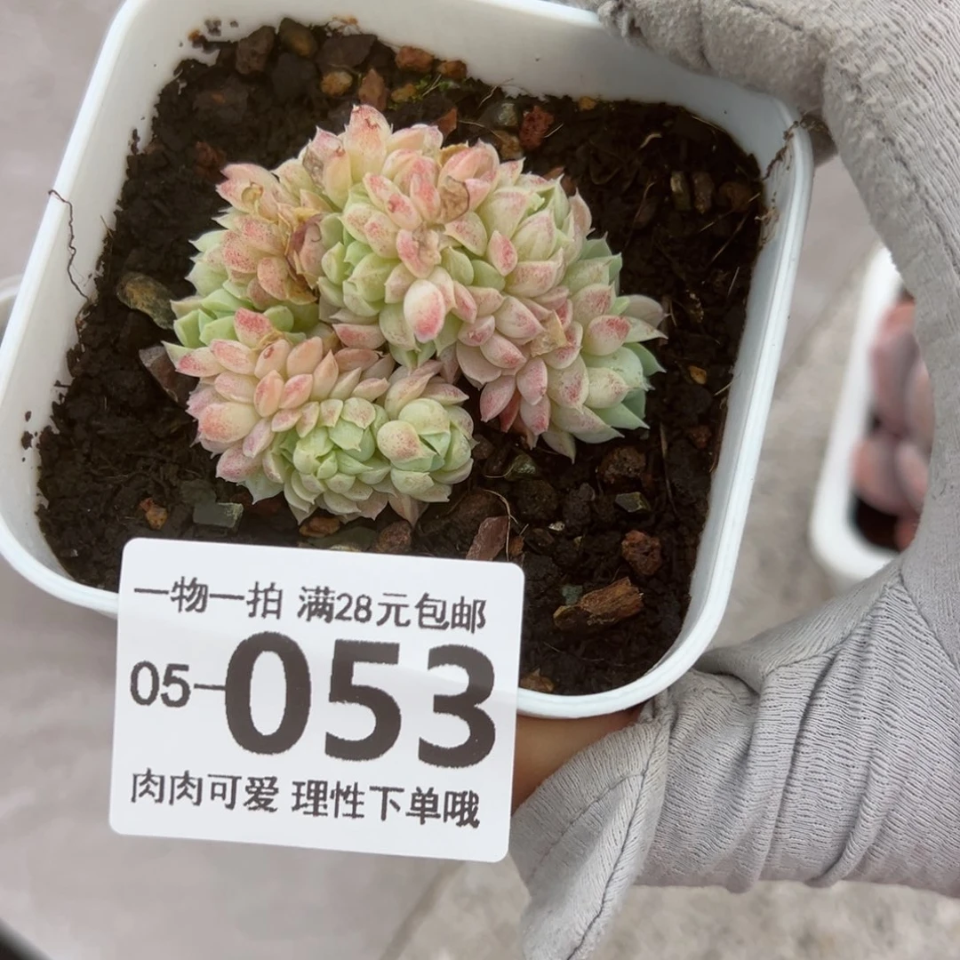 羊脂球缀化多肉多肉多肉多肉多肉