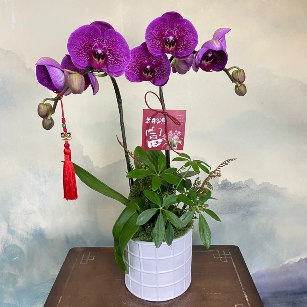 【窦美人】蝴蝶兰紫色大花带花剑耐开室内高端花卉绿植盆栽