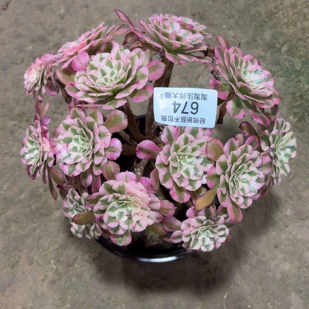 674红铜壶超白多肉植物