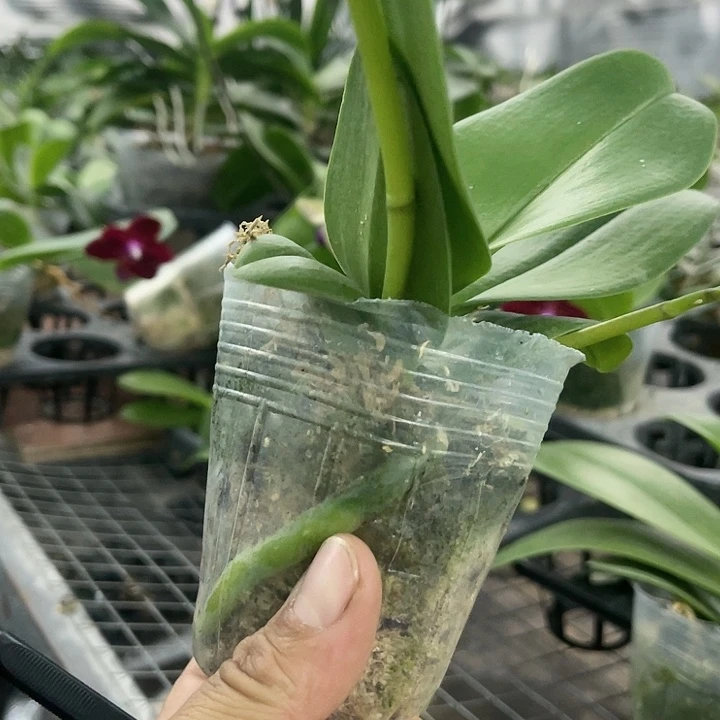 当前无花栽培后可以开花欧洲小蓝带剑