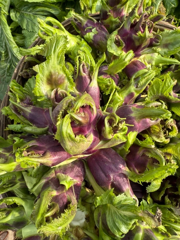 四川新鲜紫皮儿菜农家露天种植现摘现发