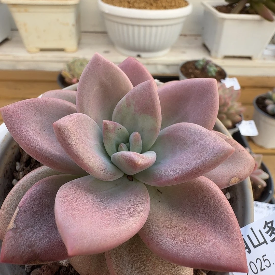 赫菲斯托111230-50