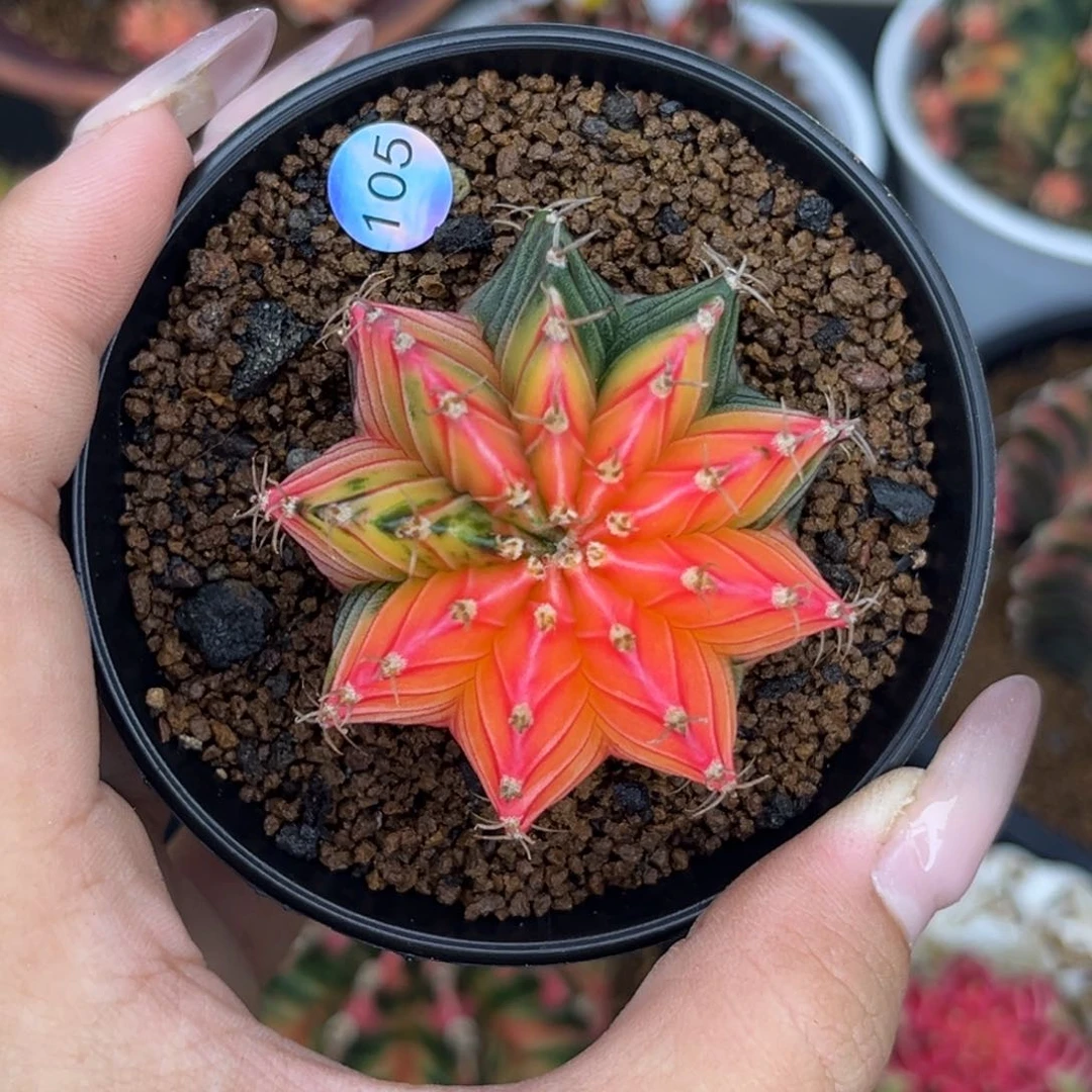 105 带盆土发货 特价捡漏
