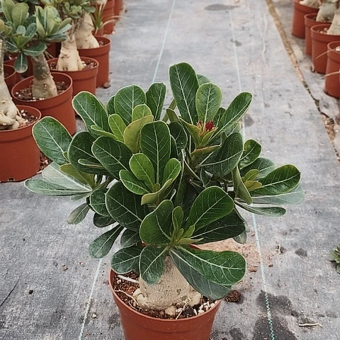 【闪购商品】用****4绿植