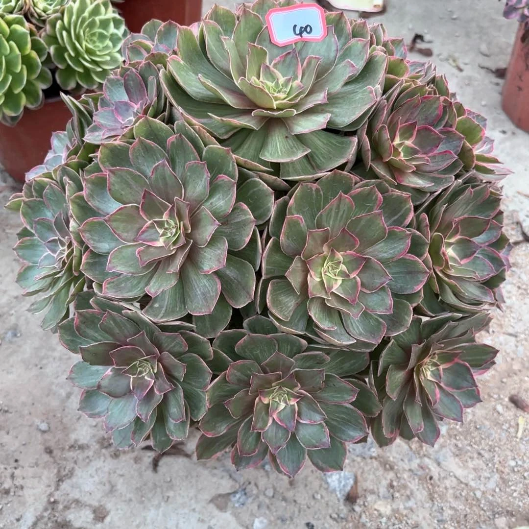 全部花朵40莲花座多肉植物