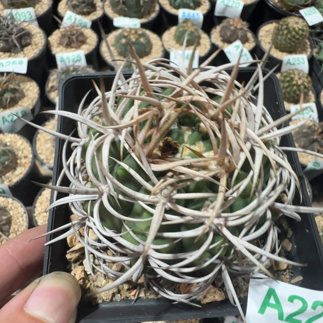 碧言玉 实生仙人球228