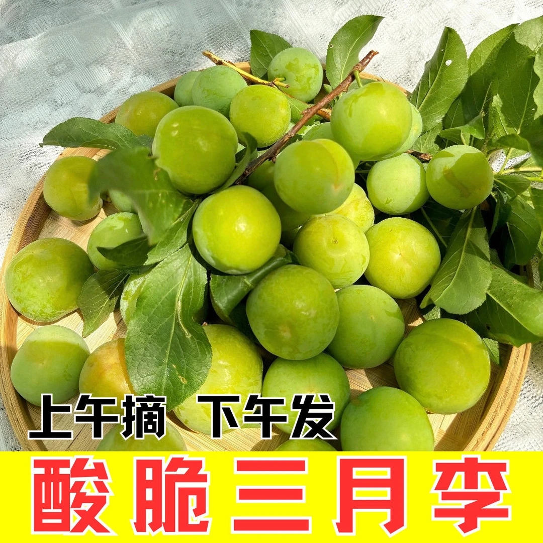 早熟当季李子广东信宜新鲜现摘三月李酸爽多汁脆口开胃孕妇水果