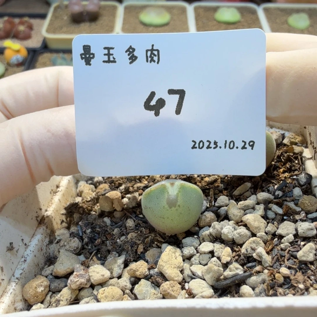 多肉多肉多肉10.29-047 空蝉（韩国种源）